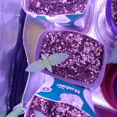 Big Bud 3 growlog timeline photo