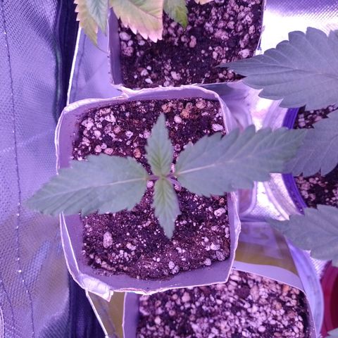 Big Bud 1 growlog timeline photo