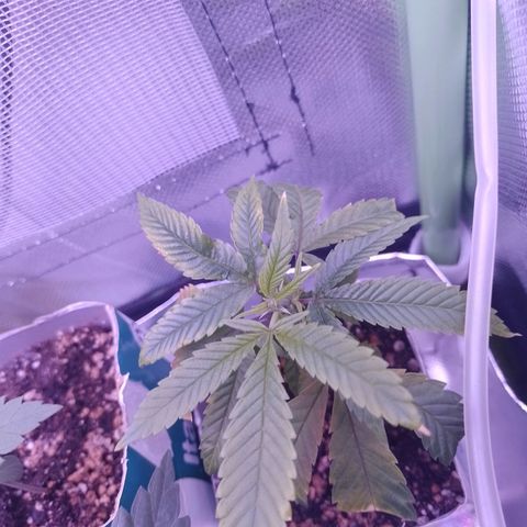 Sweet Cherry Pie growlog timeline photo