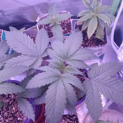 Banana Purple Punch #2 growlog timeline photo