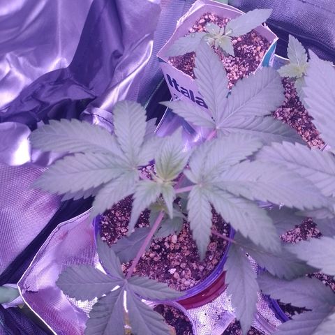 Banana Purple Punch #1 growlog timeline photo