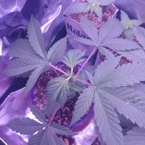 Banana Purple Punch #1 growlog timeline photo