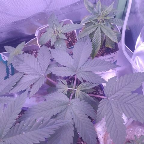 Banana Purple Punch #2 growlog timeline photo