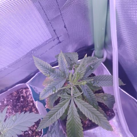 Sweet Cherry Pie growlog timeline photo