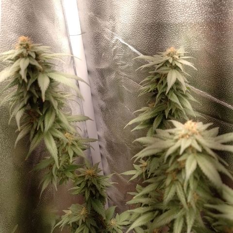 Purple Punch growlog timeline photo