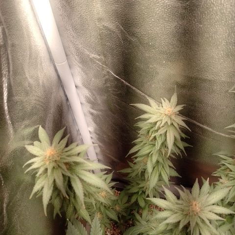 Purple Punch growlog timeline photo