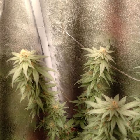 Purple Punch growlog timeline photo