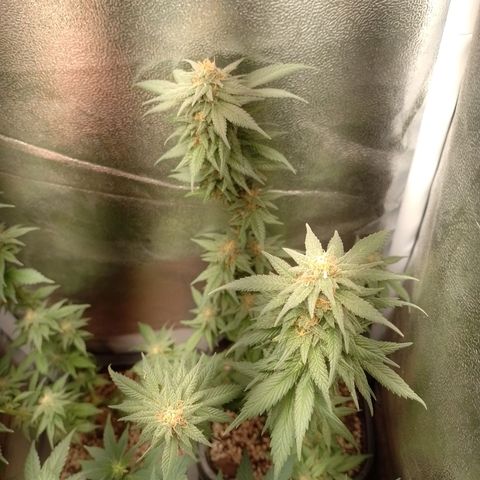 Purple Punch growlog timeline photo