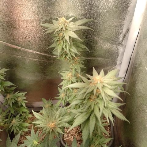 Purple Punch growlog timeline photo