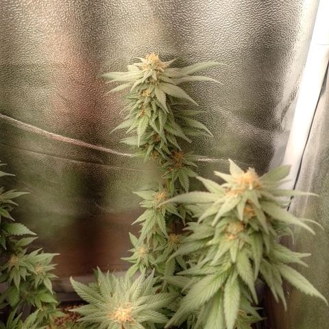 Purple Punch growlog timeline photo