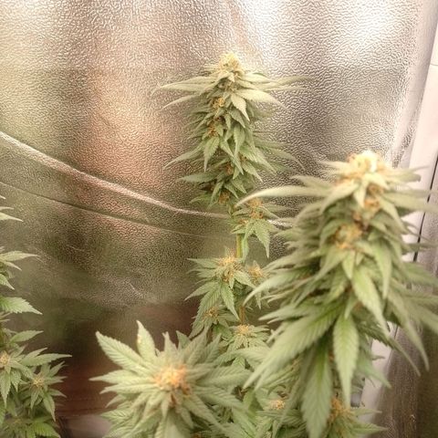 Purple Punch growlog timeline photo