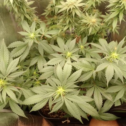 Purple Punch growlog timeline photo