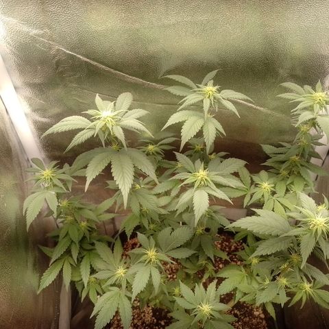 Purple Punch growlog timeline photo