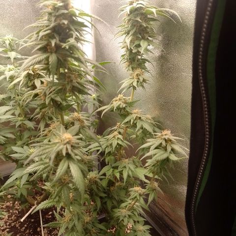 Purple Punch growlog timeline photo