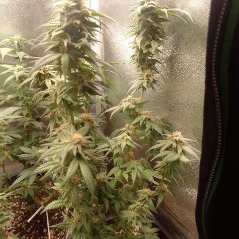 Purple Punch growlog timeline photo