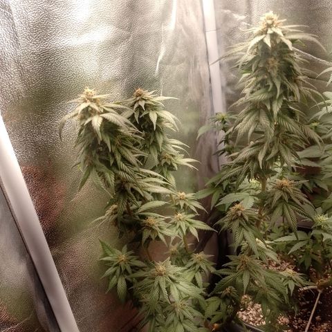 Purple Punch growlog timeline photo