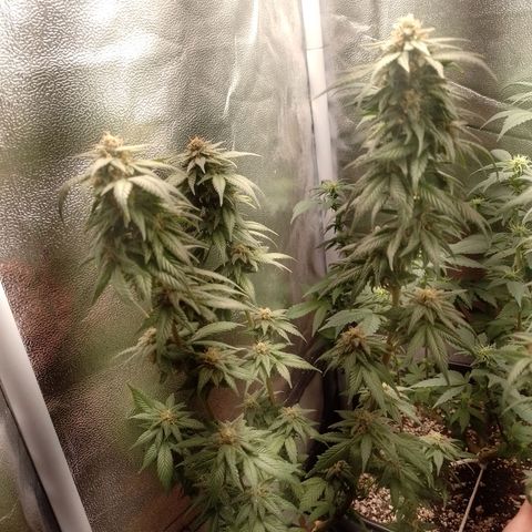 Purple Punch growlog timeline photo