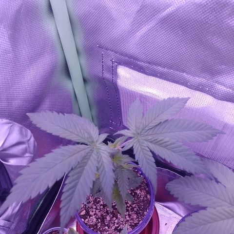 Banana Purple Punch #1 growlog timeline photo