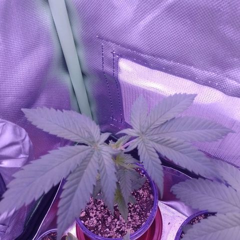 Banana Purple Punch #1 growlog timeline photo