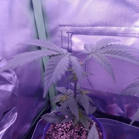 Banana Purple Punch #1 growlog timeline photo