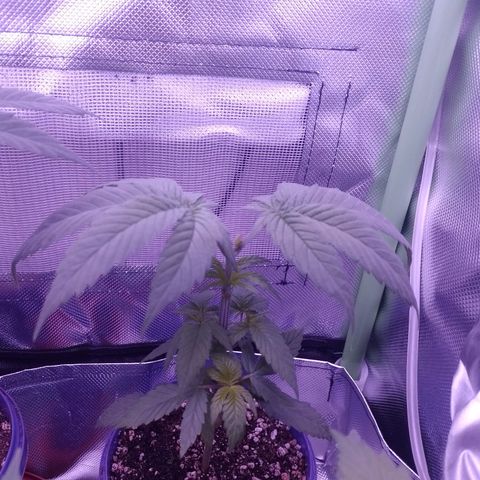 Banana Purple Punch #2 growlog timeline photo