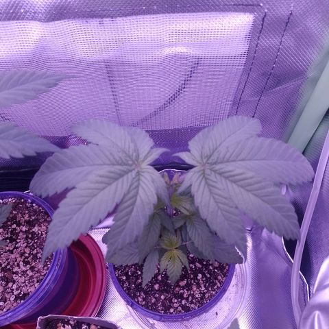 Banana Purple Punch #2 growlog timeline photo