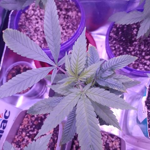 Sweet Cherry Pie growlog timeline photo