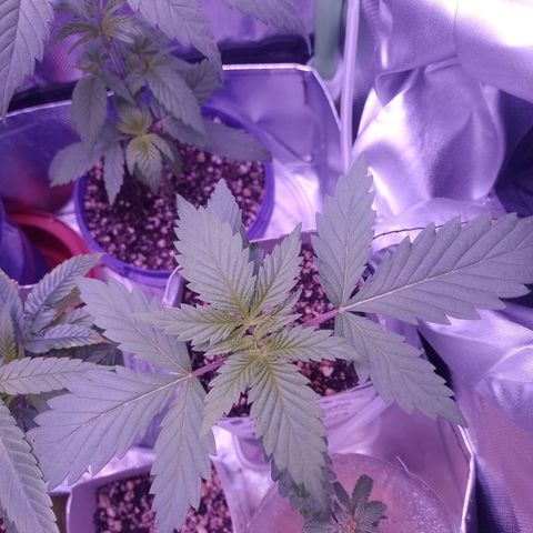 Big Bud 1 growlog timeline photo