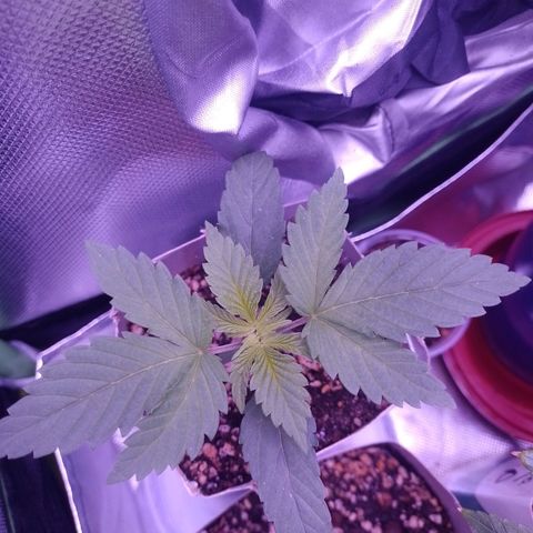 Big Bud 2 growlog timeline photo