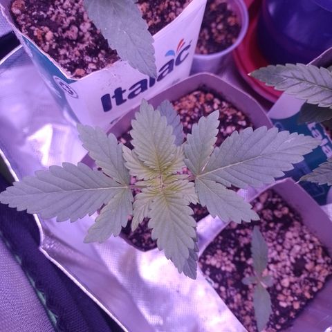 Big Bud 3 growlog timeline photo