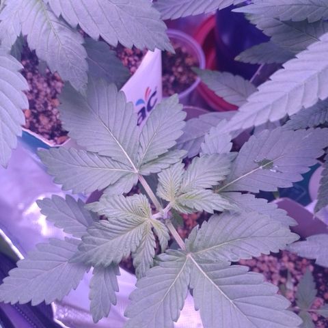 Big Bud 3 growlog timeline photo