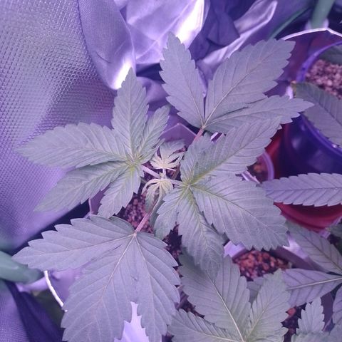Big Bud 2 growlog timeline photo