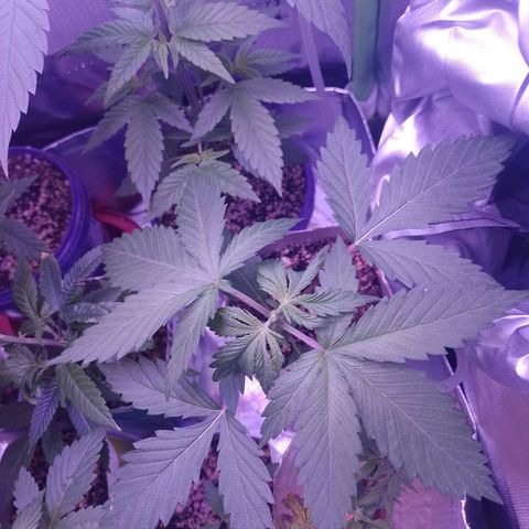 Big Bud 1 growlog timeline photo