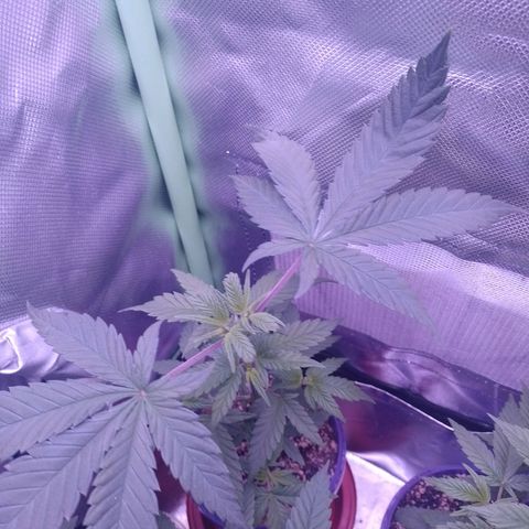 Banana Purple Punch #1 growlog timeline photo