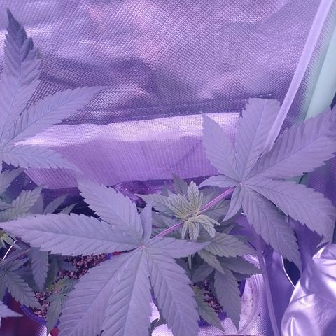 Banana Purple Punch #2 growlog timeline photo