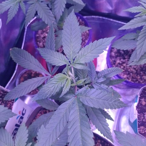Sweet Cherry Pie growlog timeline photo