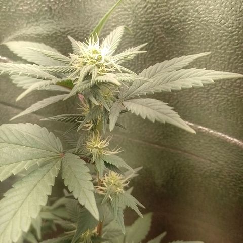Purple Punch growlog timeline photo