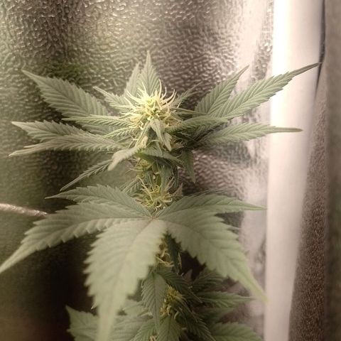 Purple Punch growlog timeline photo