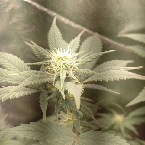 Purple Punch growlog timeline photo