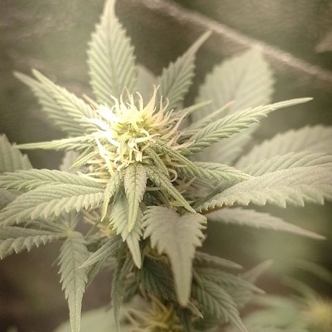 Purple Punch growlog timeline photo
