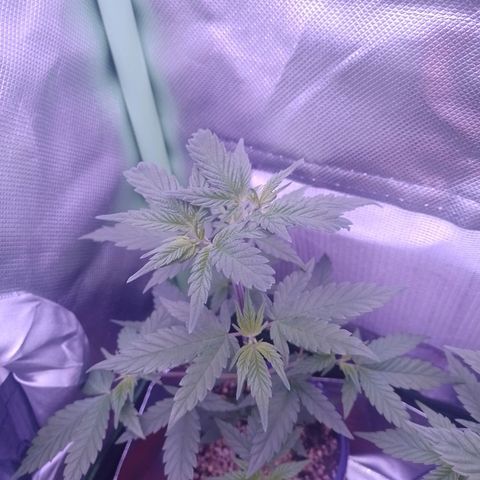 Banana Purple Punch #1 growlog timeline photo