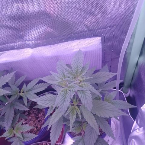 Banana Purple Punch #2 growlog timeline photo