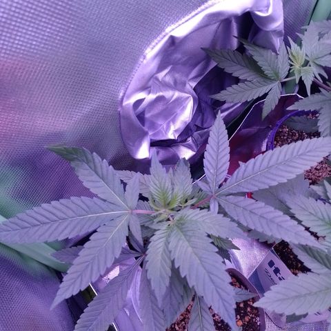 Sweet Cherry Pie growlog timeline photo