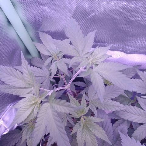 Banana Purple Punch #1 growlog timeline photo