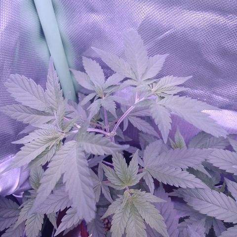 Banana Purple Punch #1 growlog timeline photo