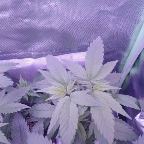 Banana Purple Punch #2 growlog timeline photo