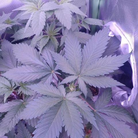 Big Bud 1 growlog timeline photo