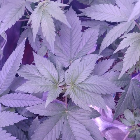 Big Bud 2 growlog timeline photo
