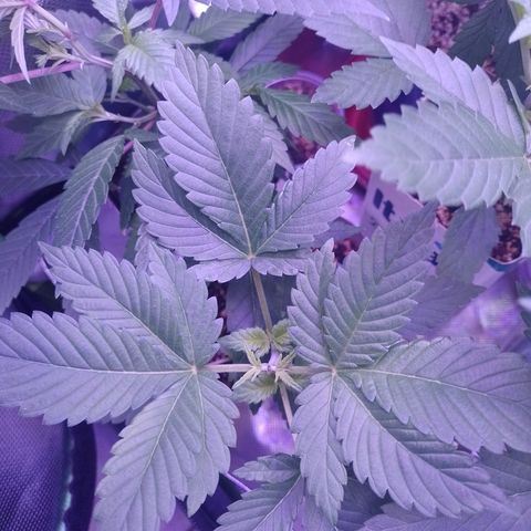 Big Bud 3 growlog timeline photo