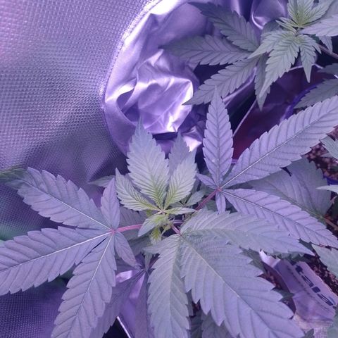 Sweet Cherry Pie growlog timeline photo